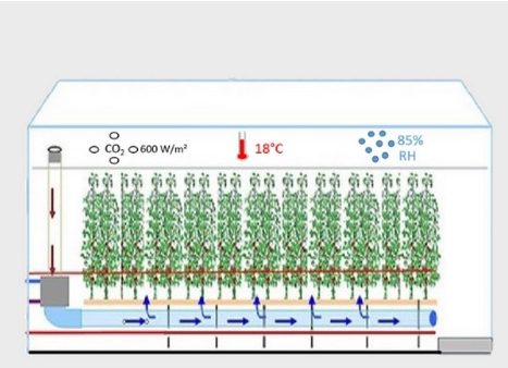 Design cannabis greenhouse exemple